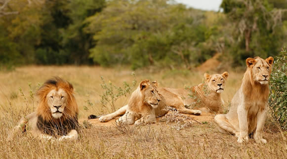 Akagera National Park