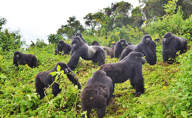Gorilla Trekking in Rwanda
